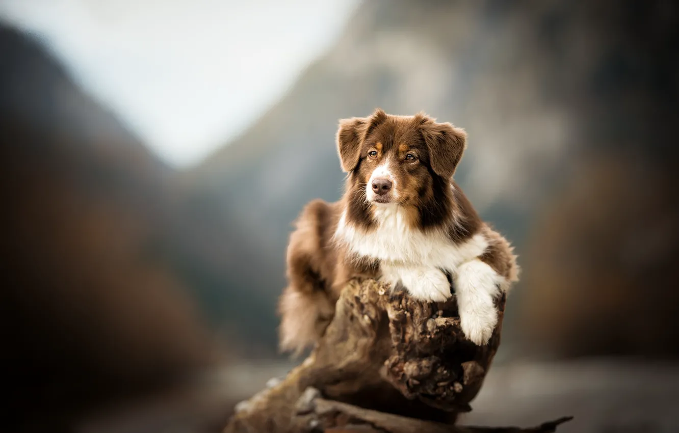 Фото обои фон, собака, коряга, боке, Австралийская овчарка, Аусси