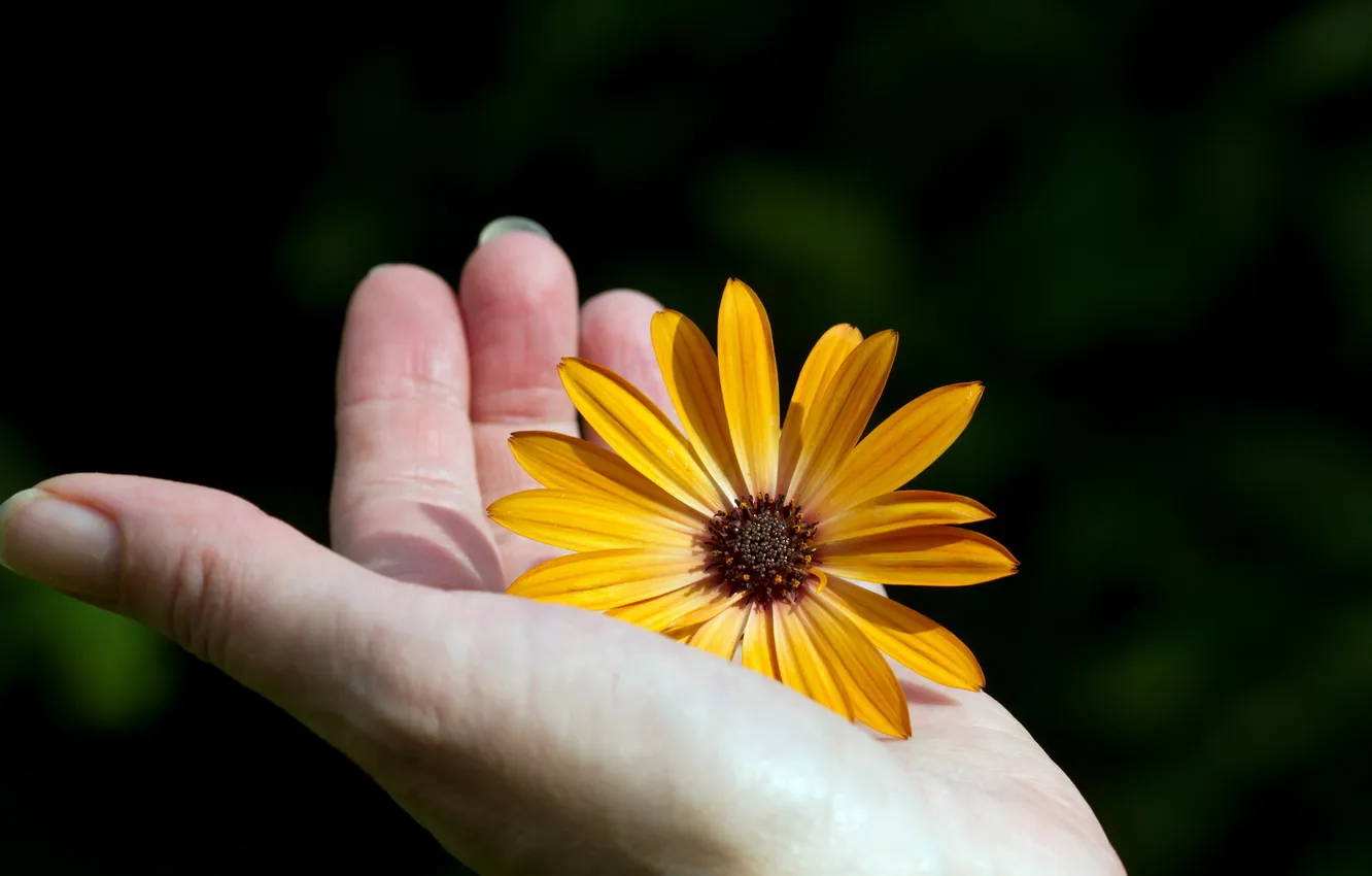 Фото обои цветок, макро, рука