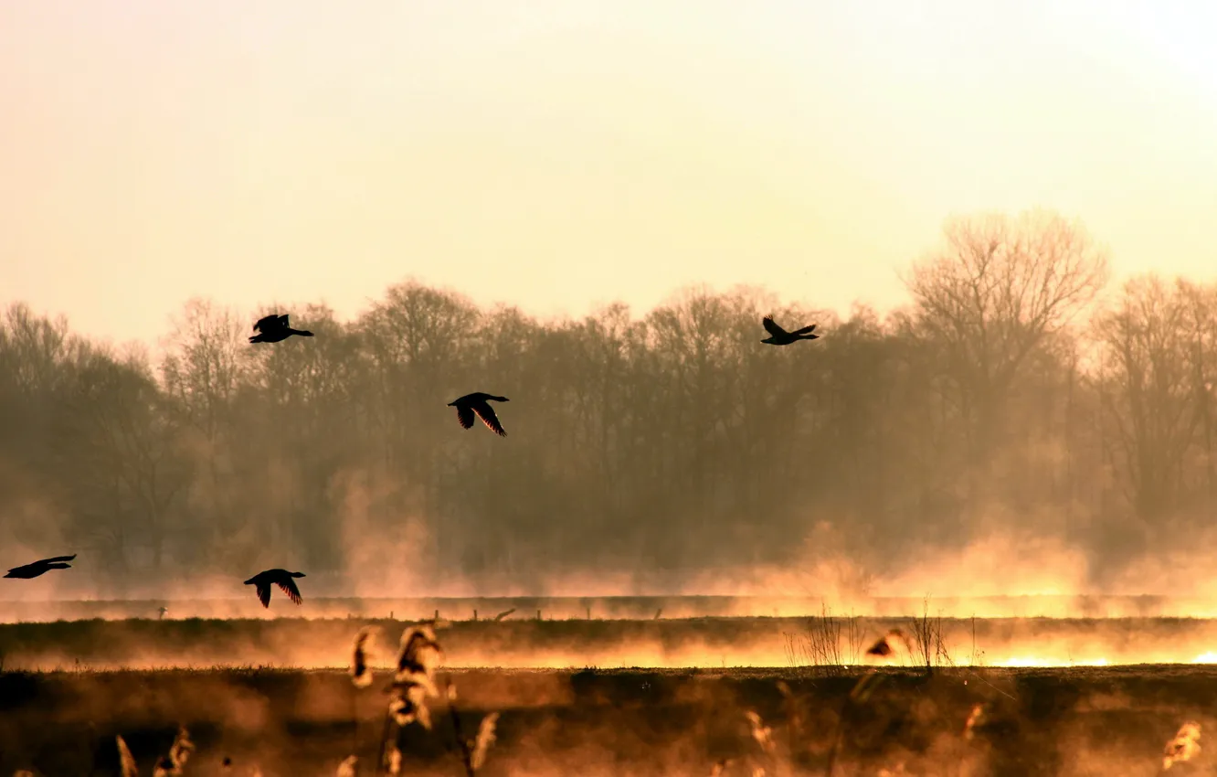 Фото обои птицы, туман, утро, родина