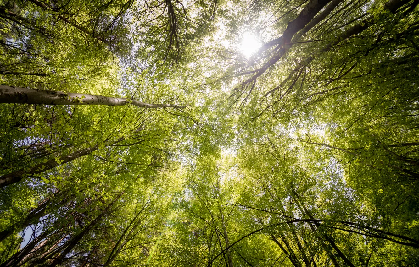Фото обои forest, trees, branches, look at the sky