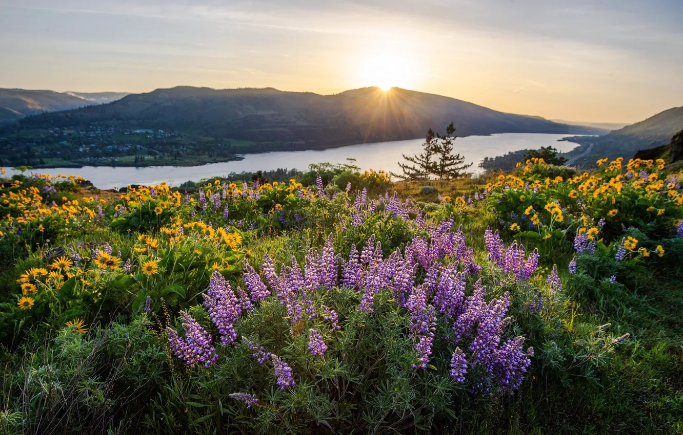 Фото обои цветы, горы, люпины