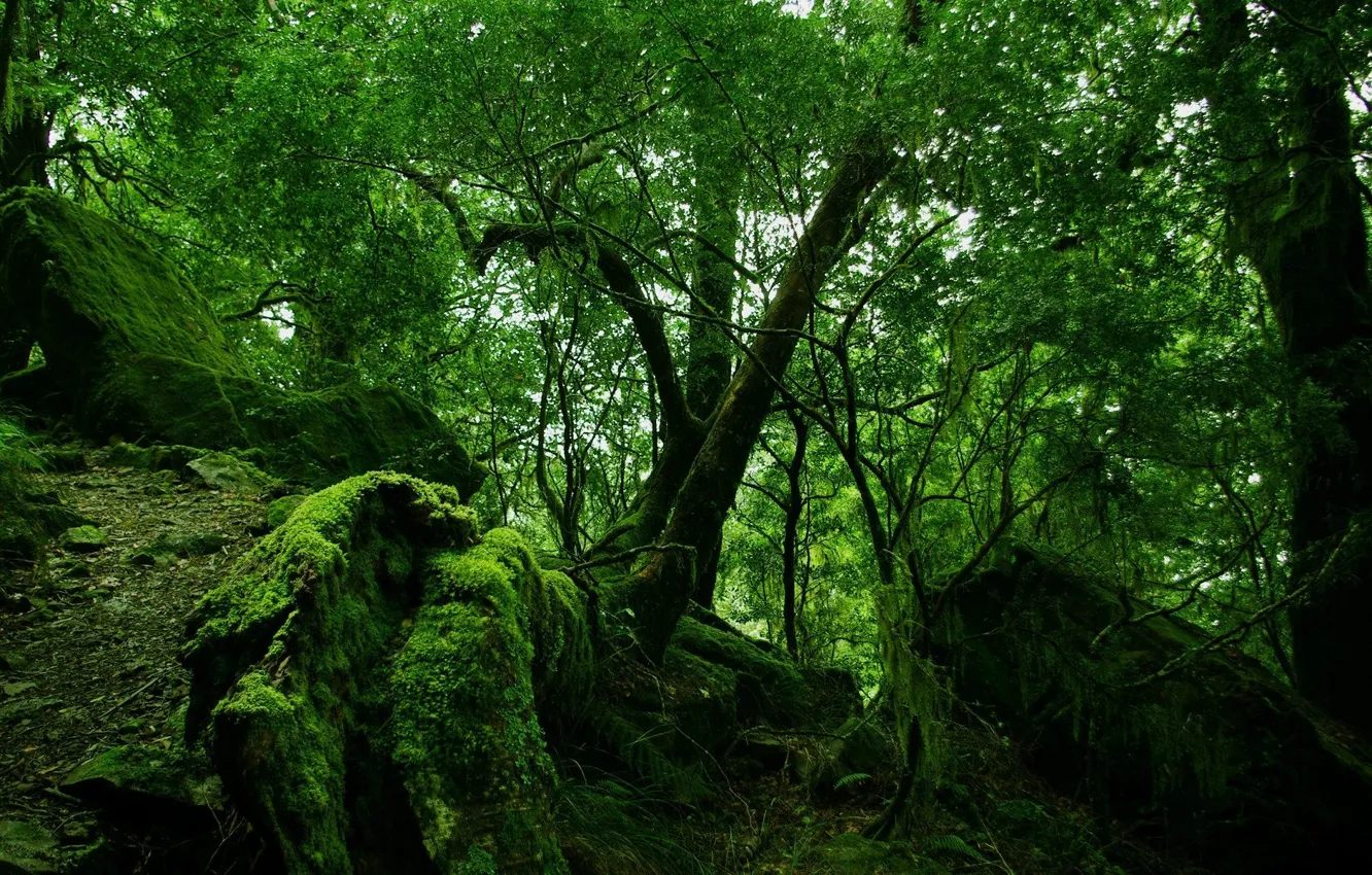 Фото обои зелень, лес, деревья, природа