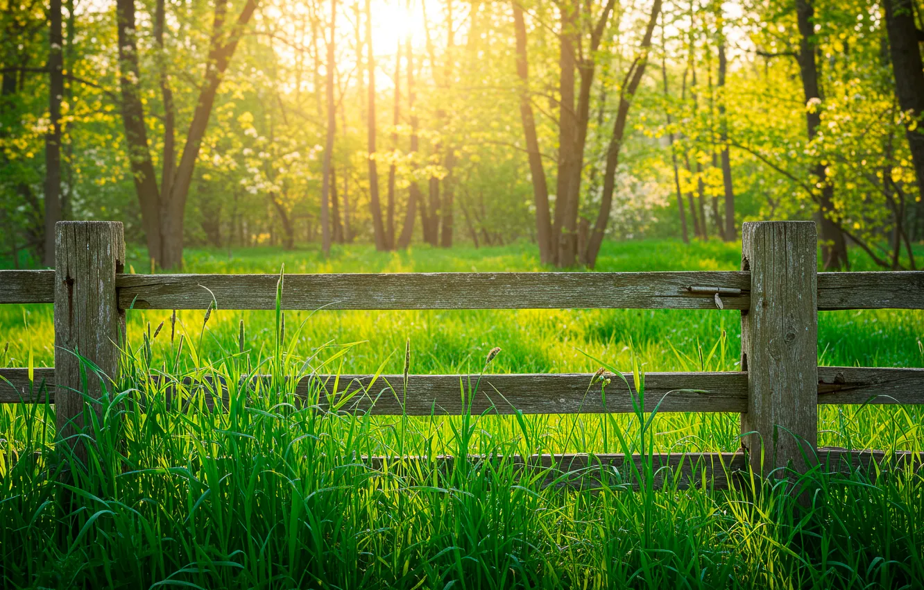 Фото обои трава, деревья, обои, весна, ограждение, wallpaper, grass, trees