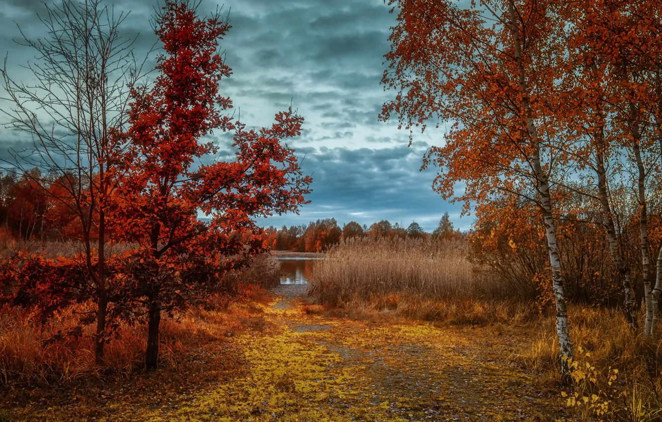 Фото обои осень, озеро, берег