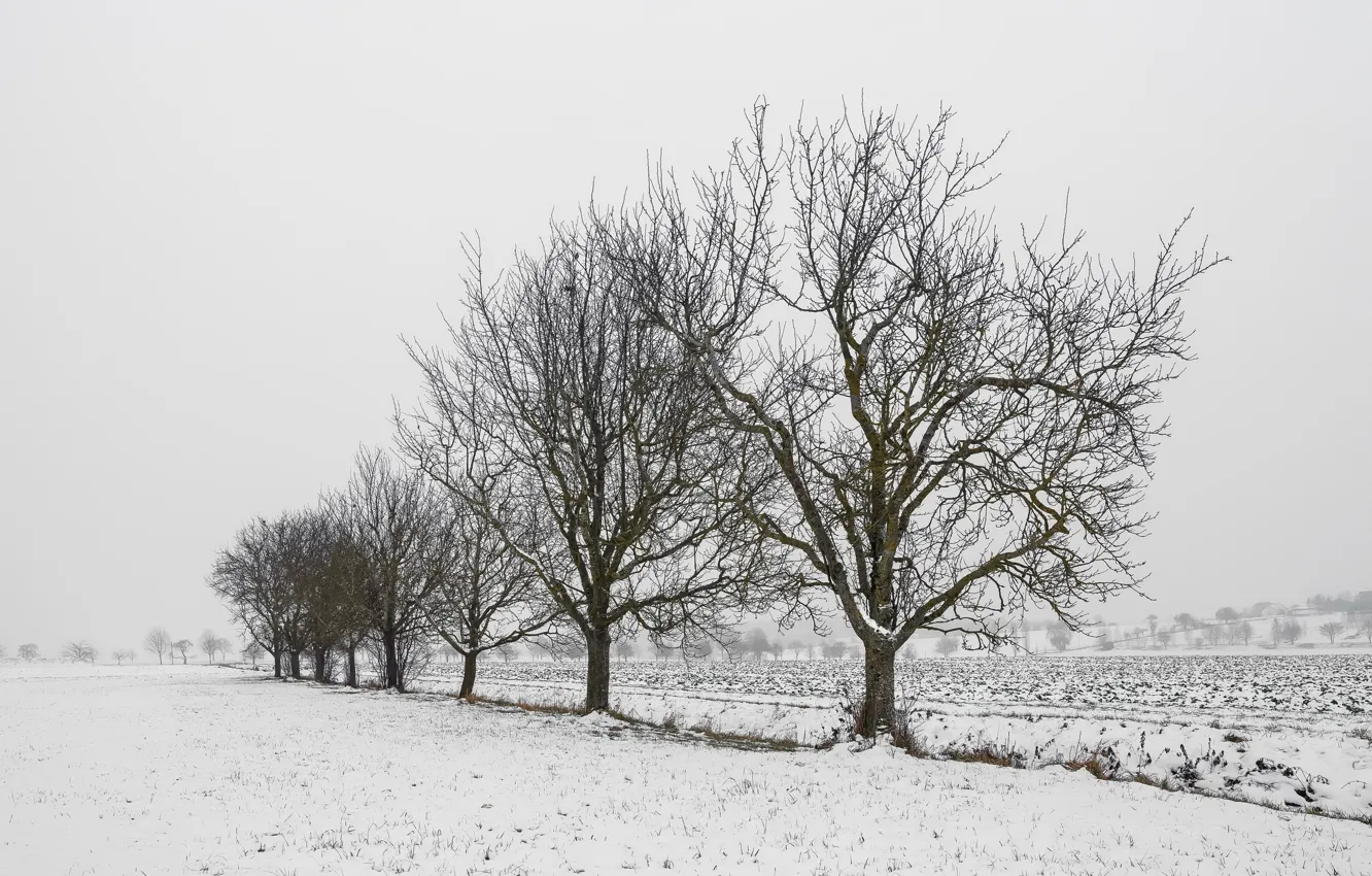Фото обои зима, поле, деревья