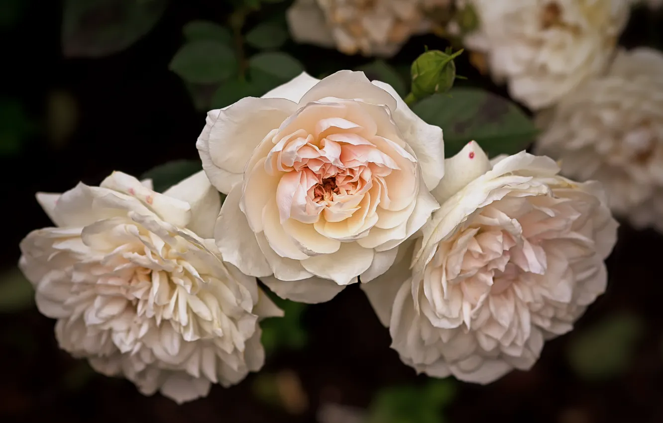Фото обои розы, трио, кремовые, бледно-розовые