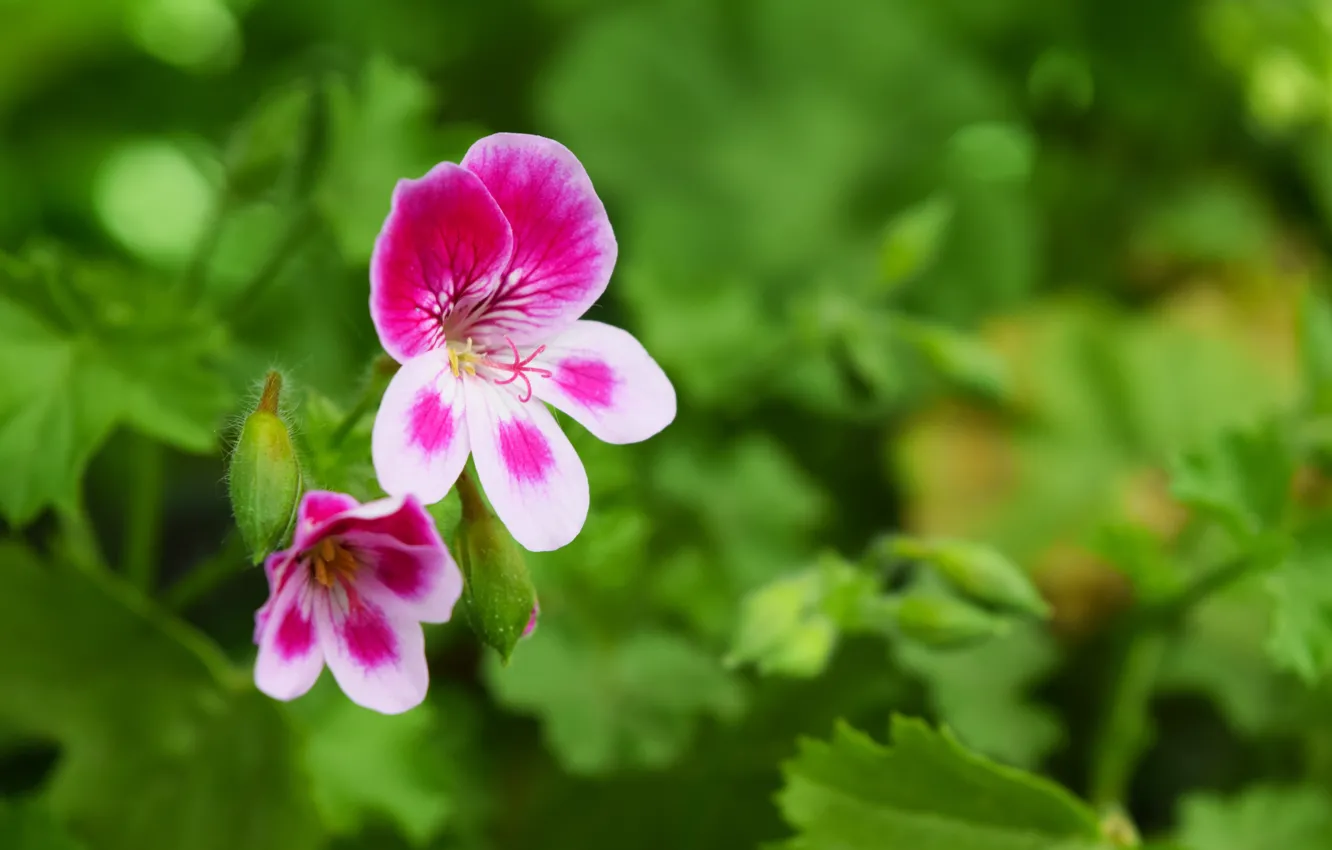 Фото обои зелень, цветок, лето, герань, широкоформатные картинки, фиолетовый цветок