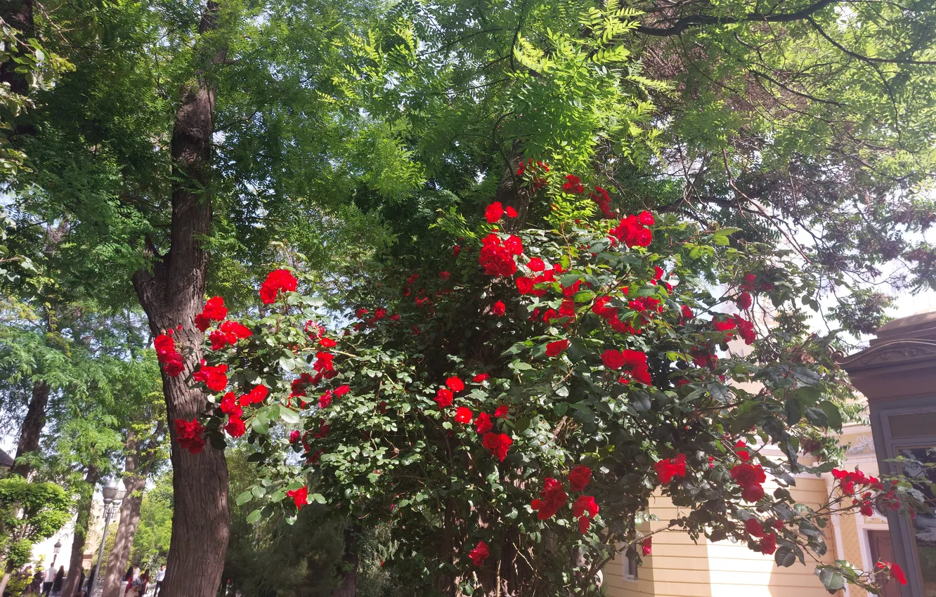 Фото обои Цветы, Flowers, Park, Азербайджан, Baku, Баку, Губернаторский сад