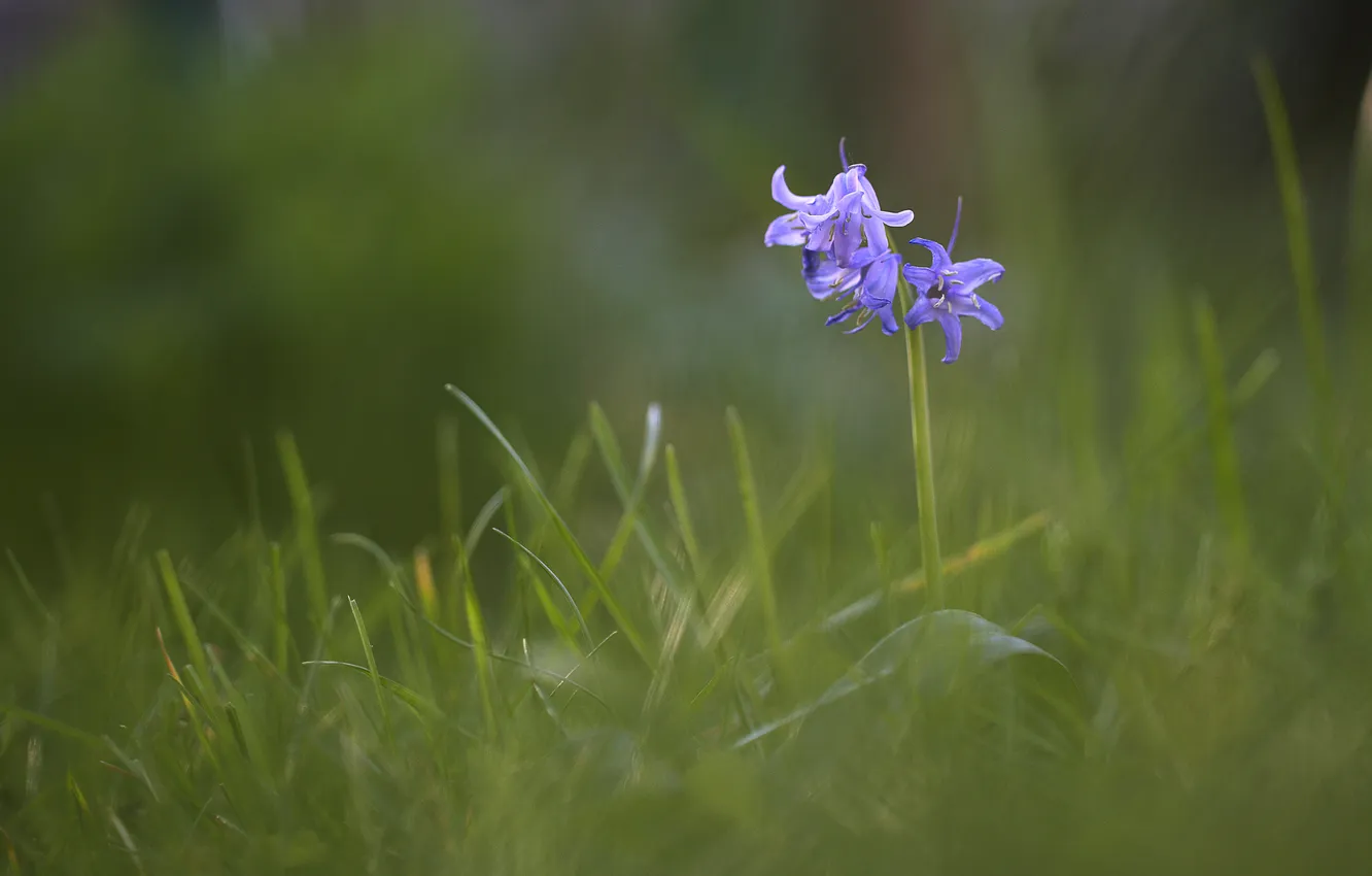 Фото обои цветок, трава, цветы, голубой, размытость