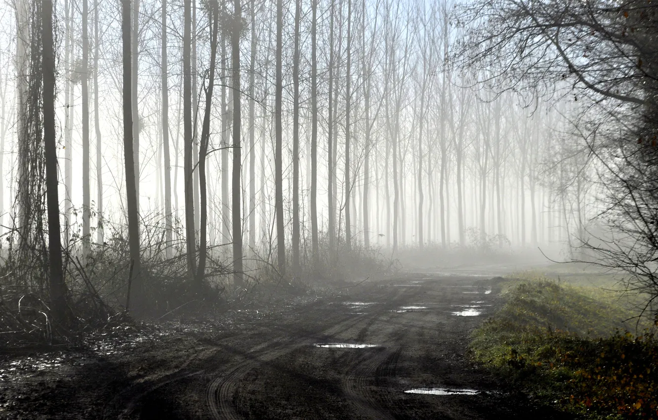 Фото обои дорога, деревья, поворот, грязь