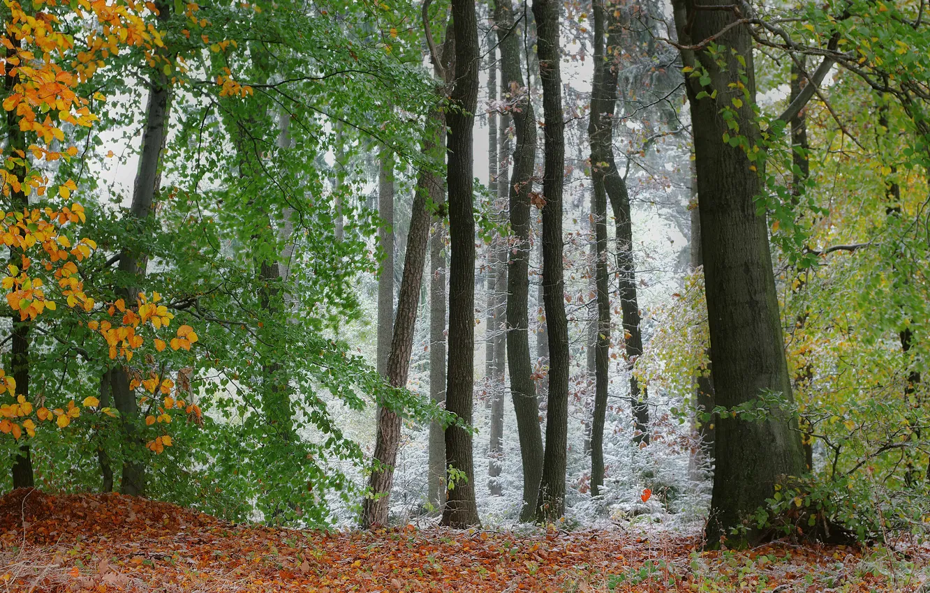 Фото обои иней, осень, лес, трава, деревья