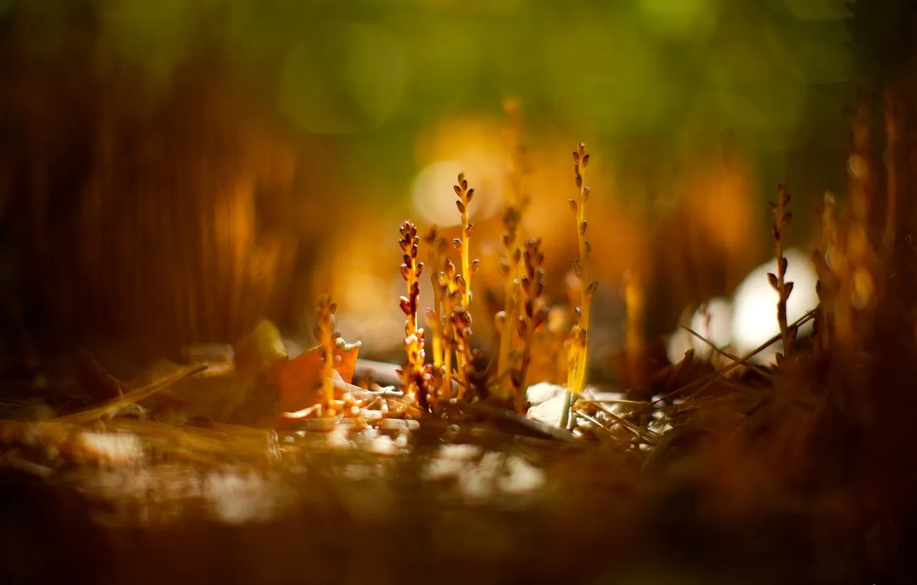 Фото обои макро, природа, фото, фон, обои, растение