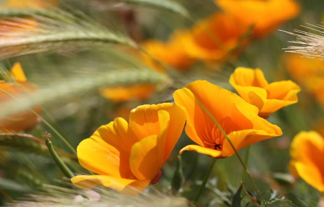 Фото обои колосья, оранжевые, летние цветы, summer flowers
