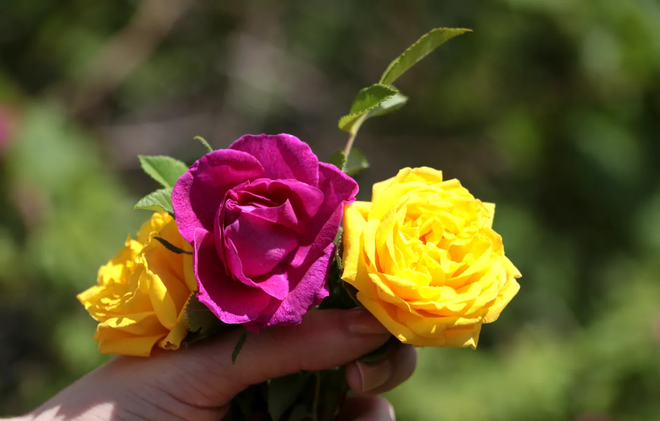 Фото обои лето, розы, Цветы, растения, шиповник
