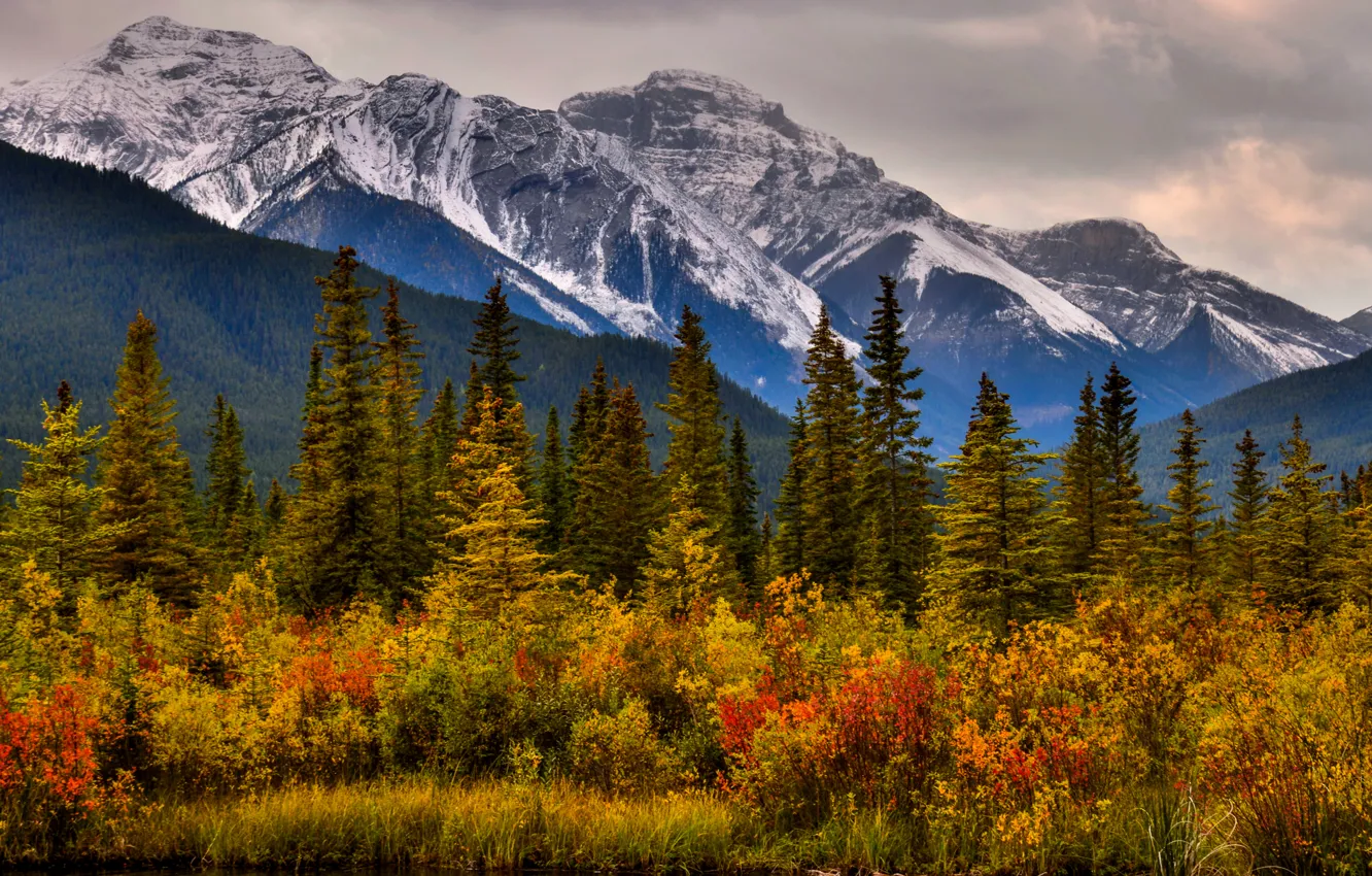 Фото обои осень, деревья, горы, Канада, Альберта, Banff National Park, Alberta, Canada