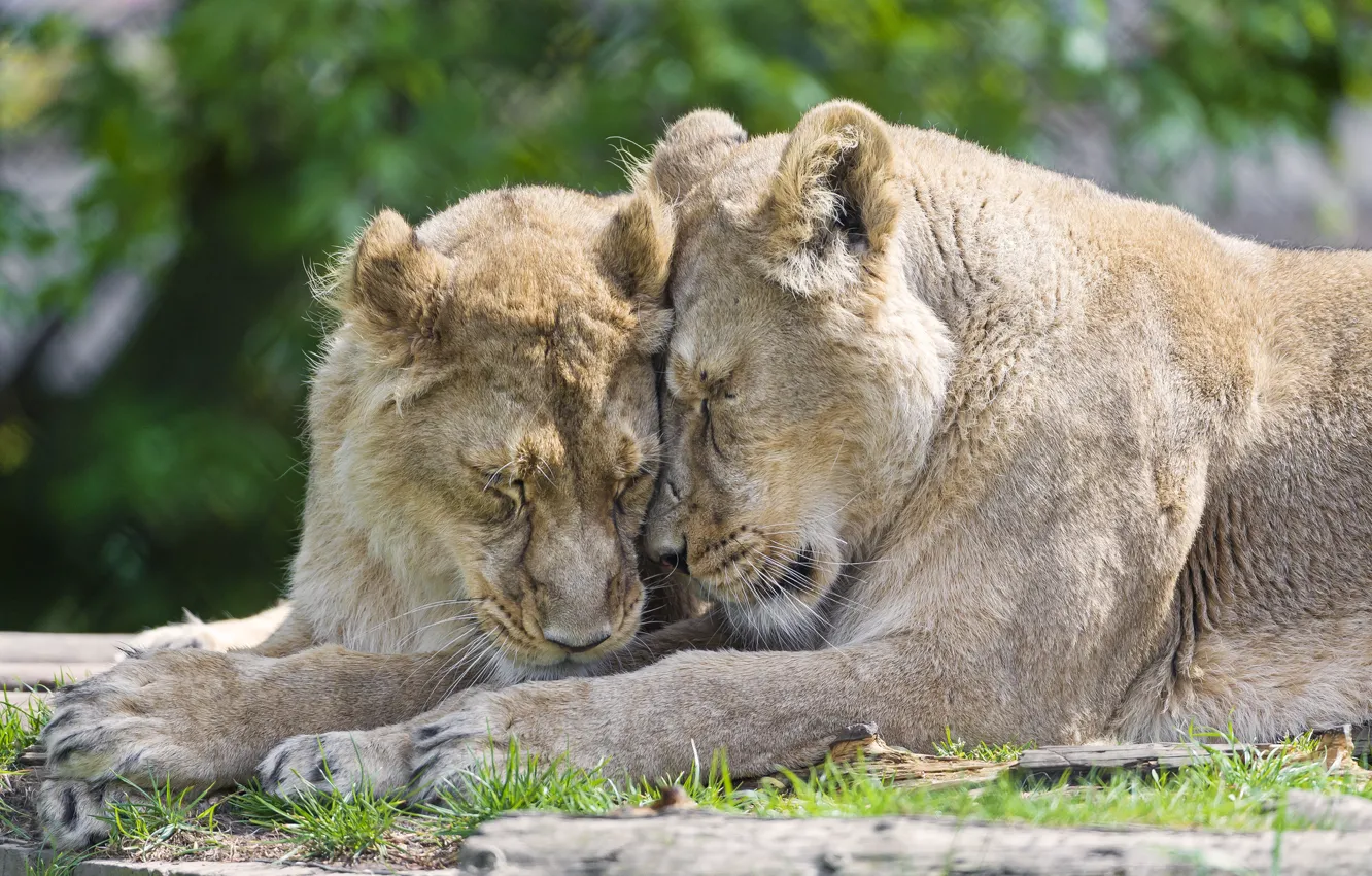 Фото обои кошки, пара, львы, ©Tambako The Jaguar