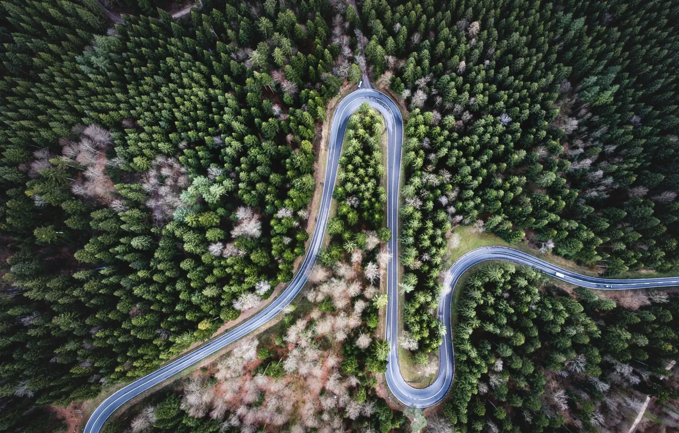 Фото обои дорога, лес, деревья, природа, вид сверху
