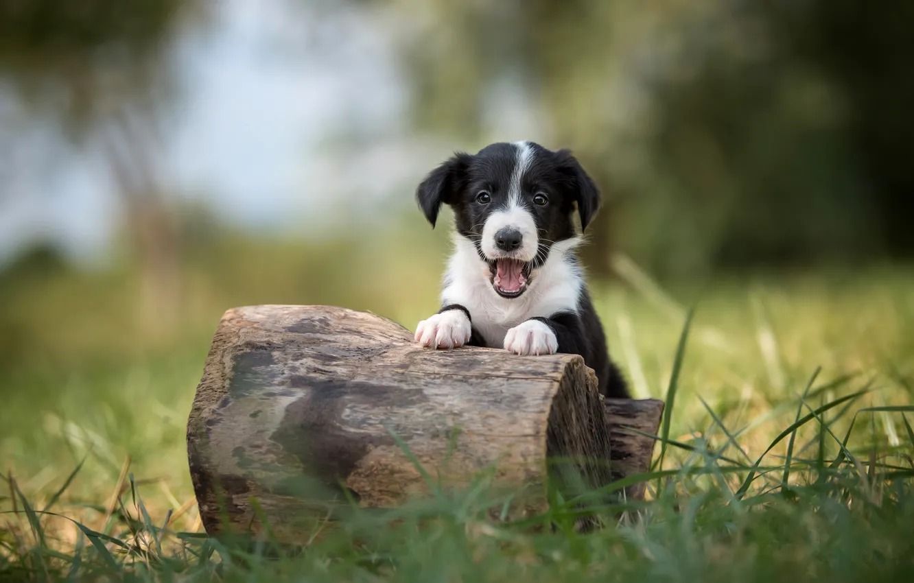 Фото обои трава, поза, черно-белый, собака, щенок, бревно, бордер-колли