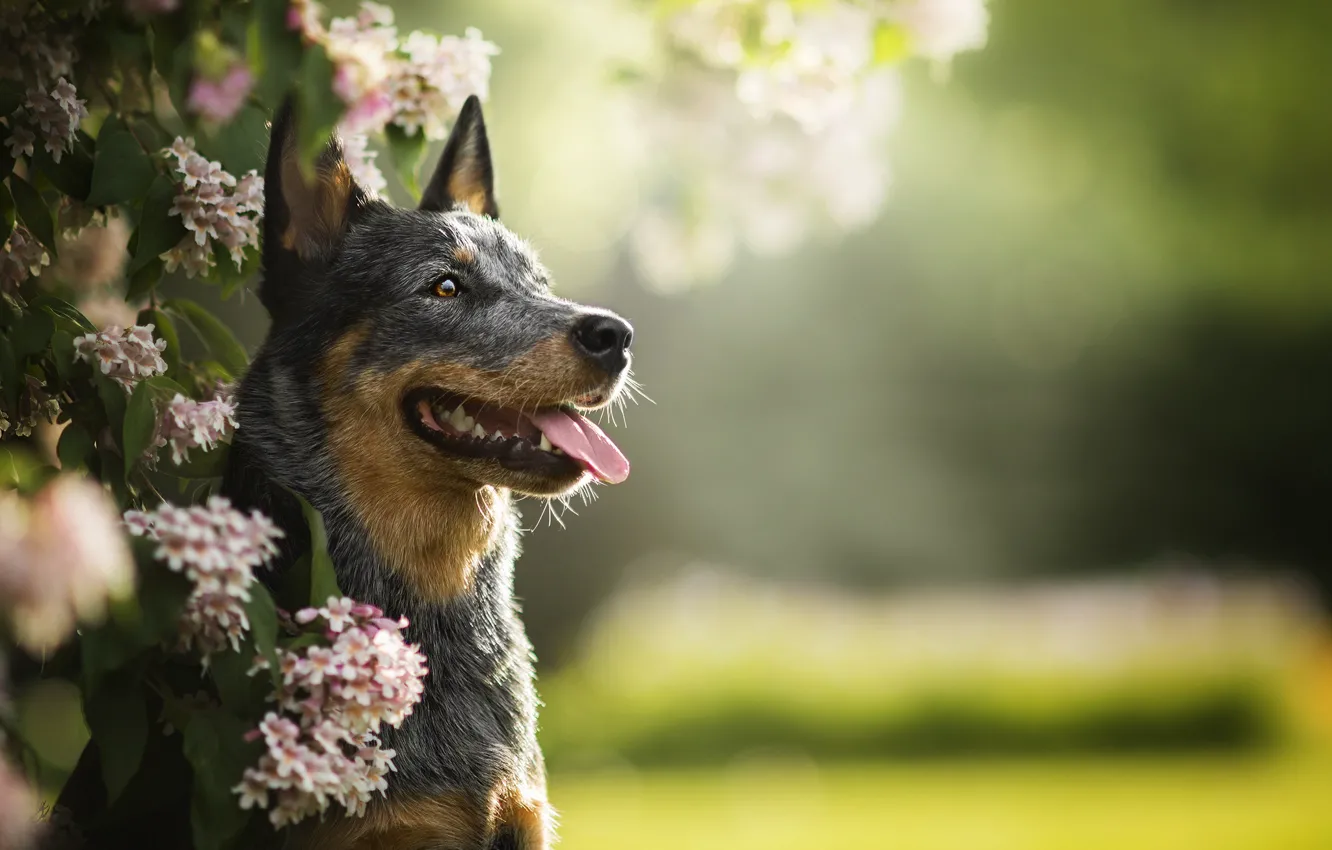 Фото обои зелень, собака, цветение, Lucy, боке, Австралийская пастушья собака