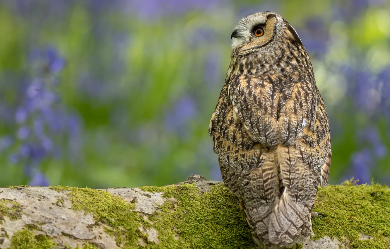 Фото обои цветы, природа, поза, сова, птица, поляна, мох, бревно