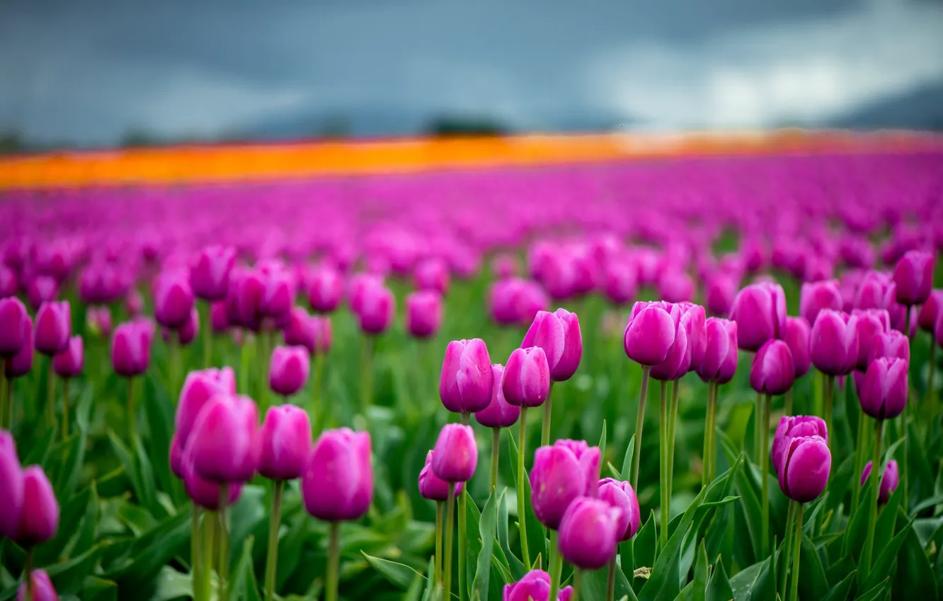 Фото обои поле, небо, цветы, весна, тюльпаны, сиреневые, боке, плантация
