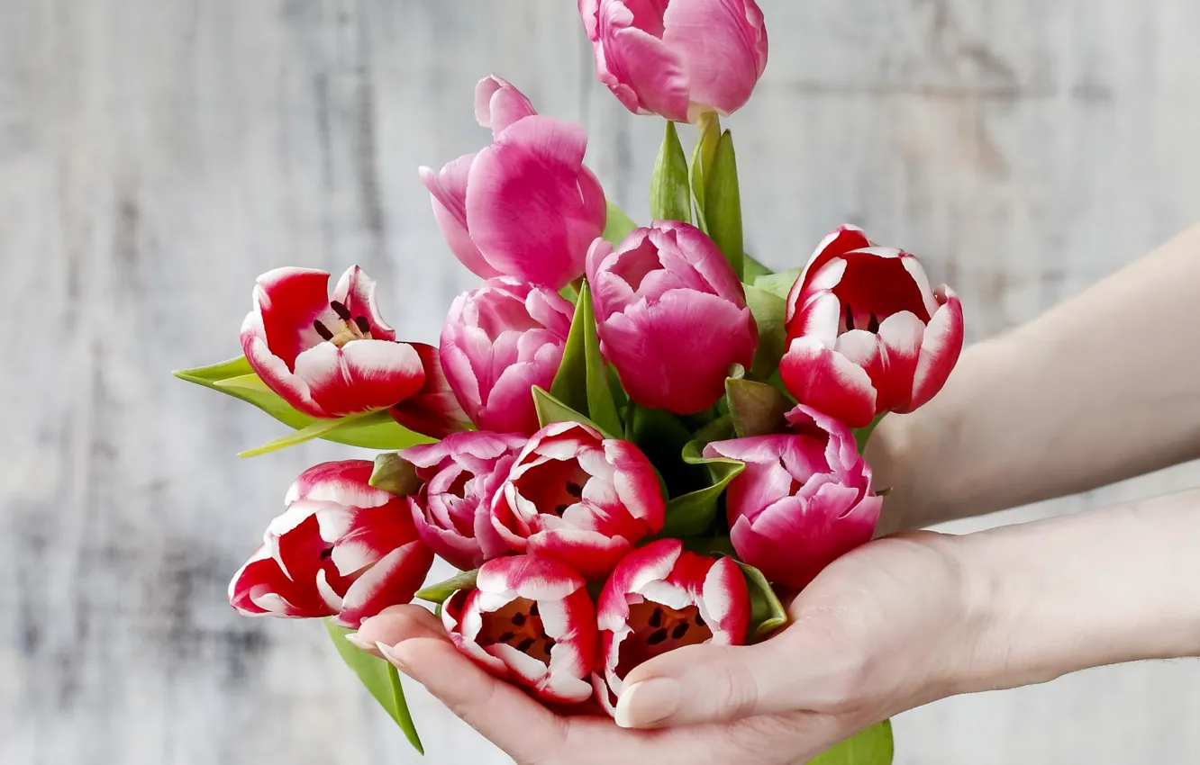 Фото обои руки, тюльпаны, flowers, tulips, spring