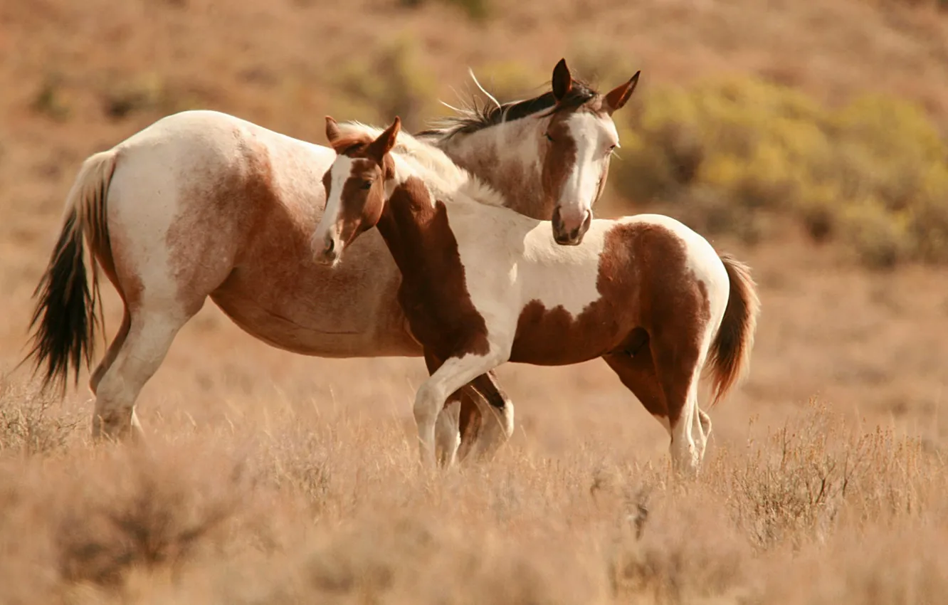 Фото обои животные, природа, конь, лошадь, две, жеребец, кони, лошади