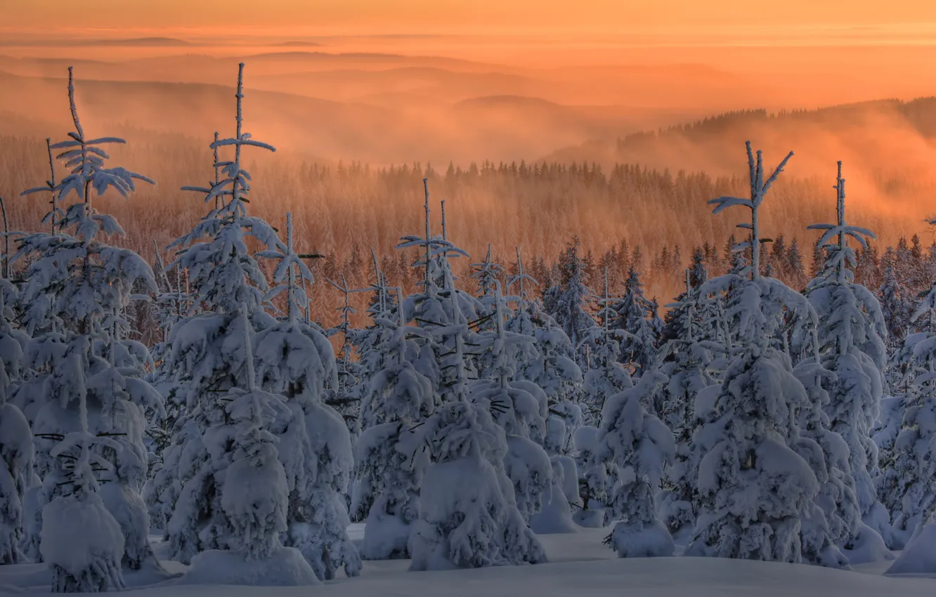 Фото обои небо, снег, туман, елки, Зима