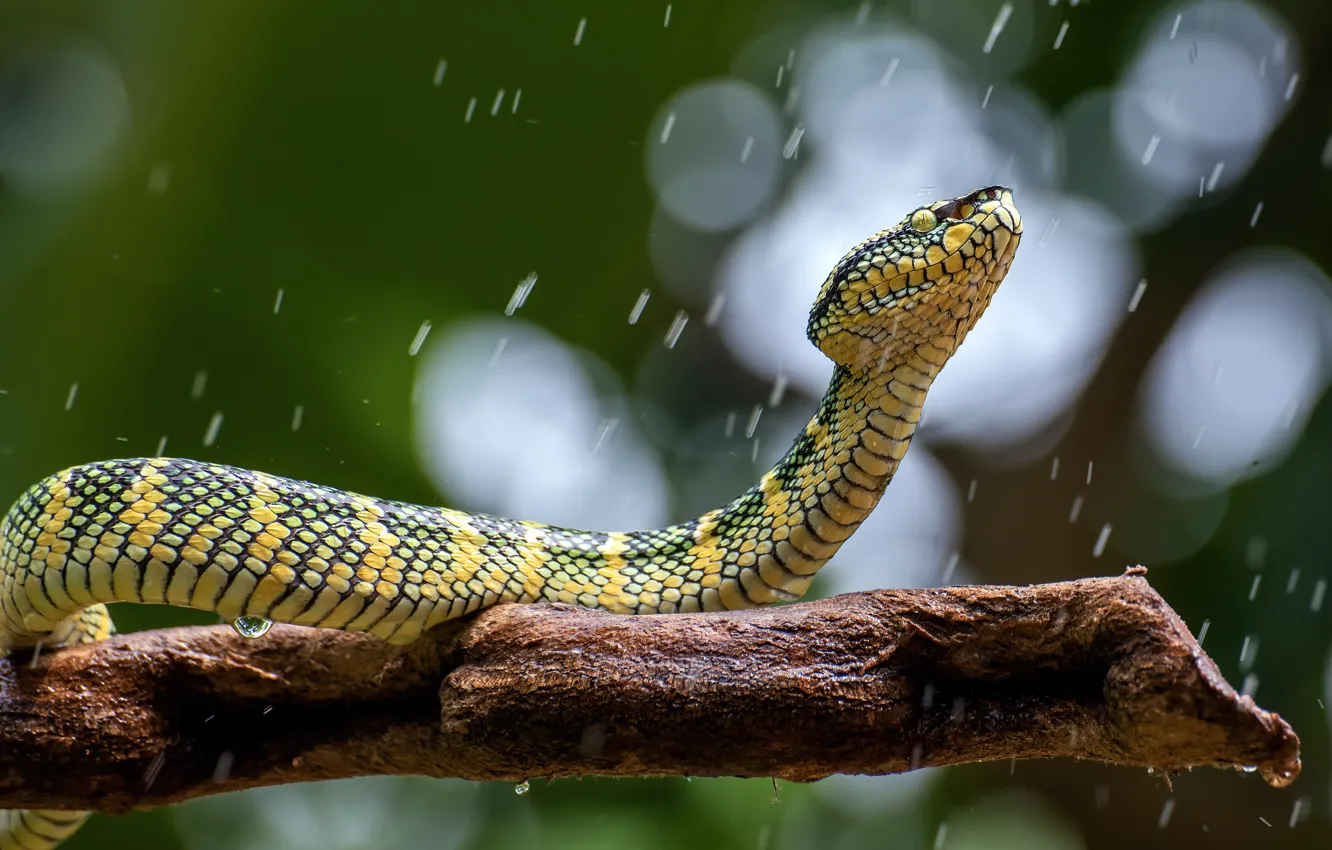 Фото обои взгляд, дождь, змея, питон, сук