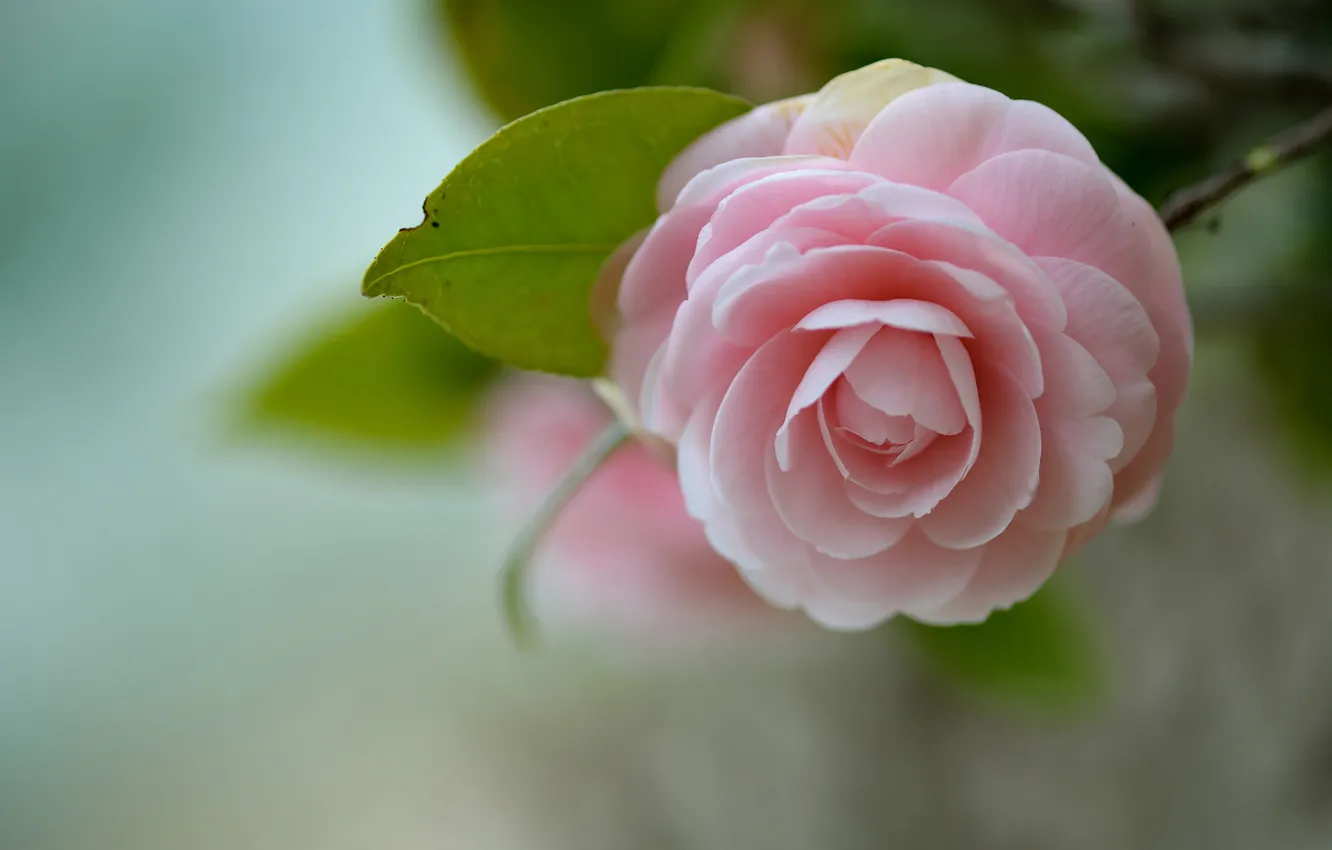 Фото обои цветок, розовая, листочки, камелия