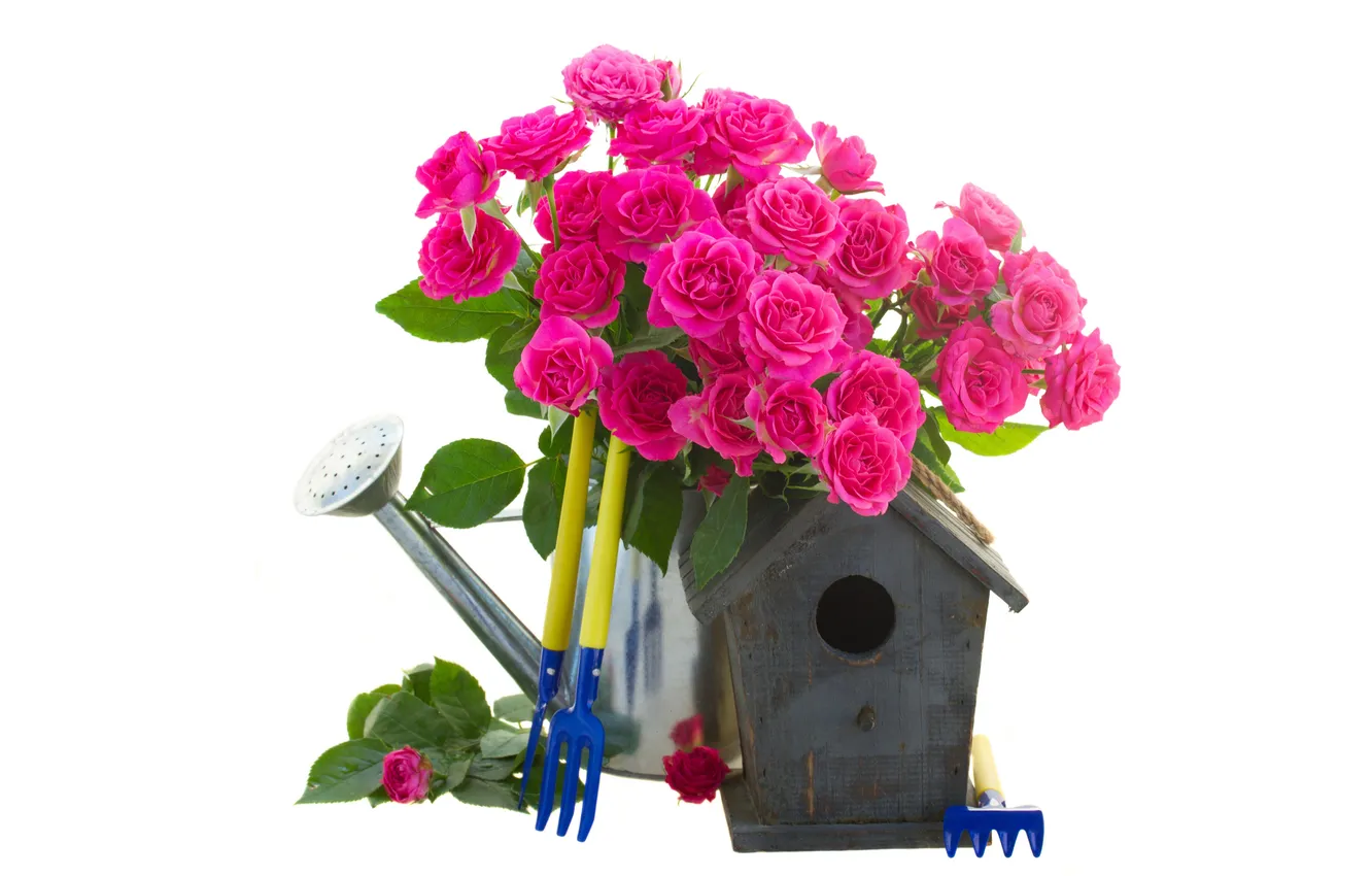Фото обои цветы, скворечник, лейка, розовые розы, грабли