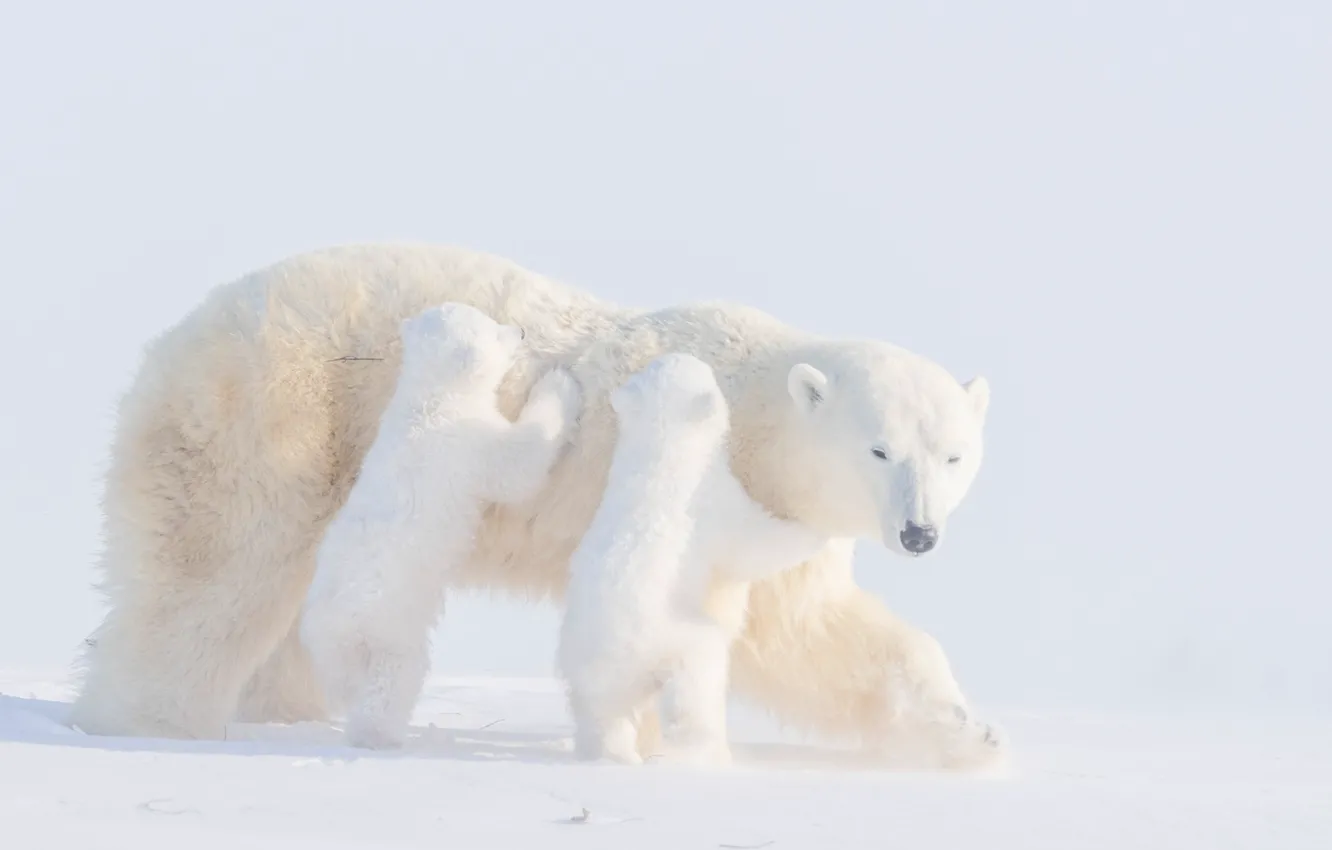 Фото обои зима, снег, медвежата, медведица, детёныши, Белые медведи, два медвежонка, Полярные медведи