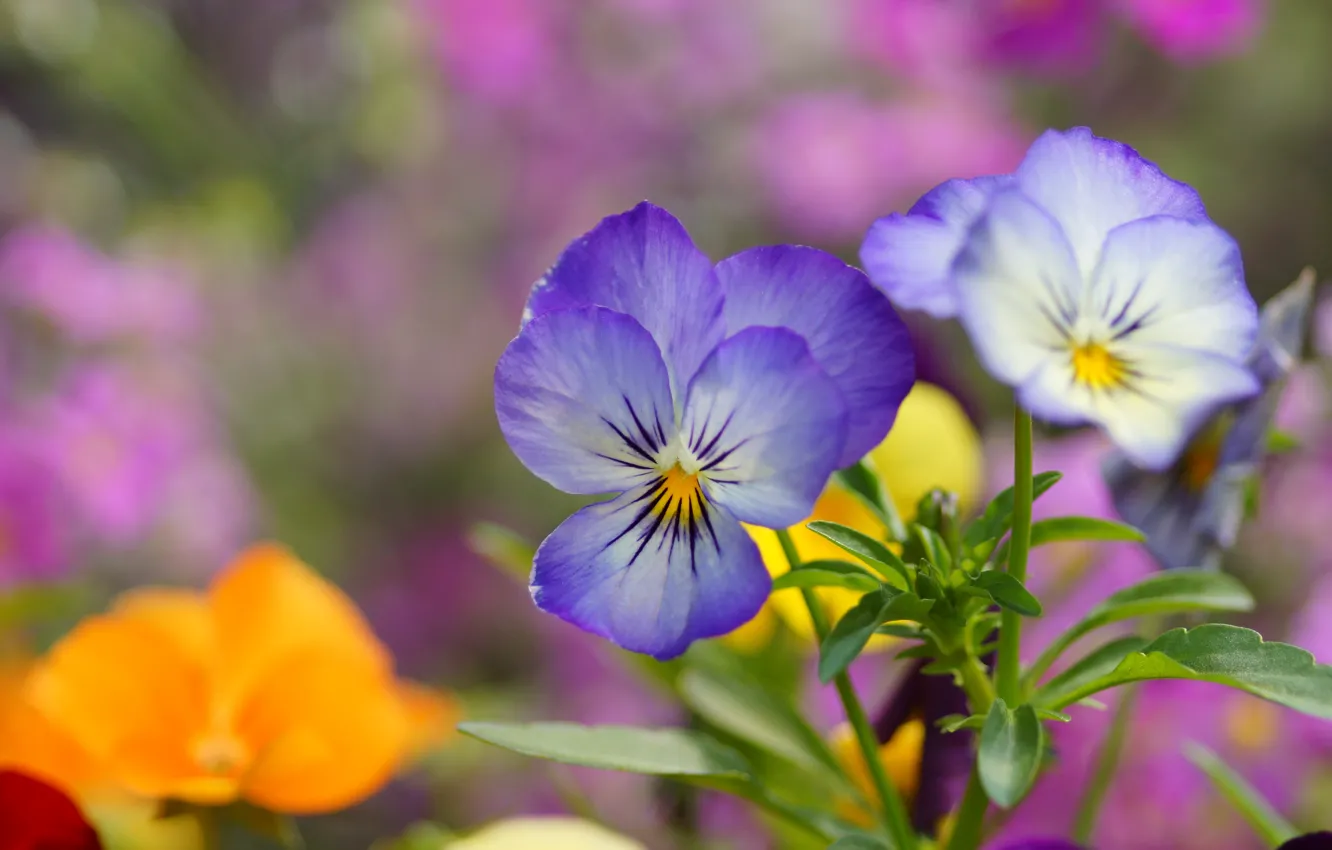 Фото обои цветы, голубые, анютины глазки, полевые, виола
