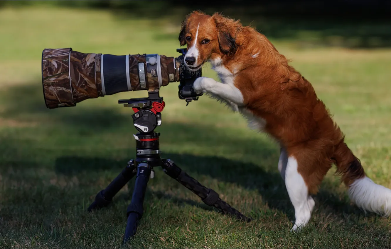 Фото обои взгляд, собака, фотоаппарат, Dog, camera, look, fotographer