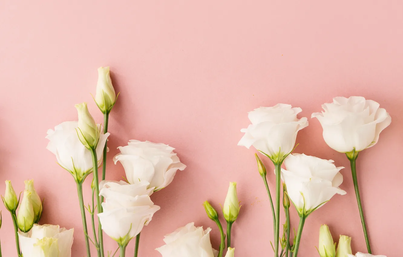 Фото обои цветы, розовый фон, эустома, белые эустомы