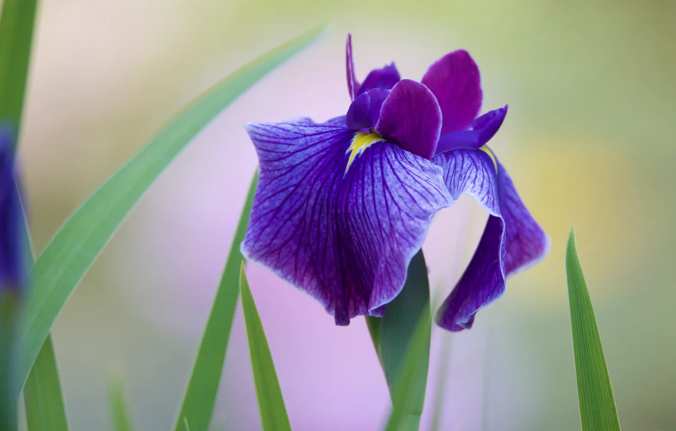 Фото обои цветок, фиолетовый, листья, сиреневый, один, светлый фон, ирис