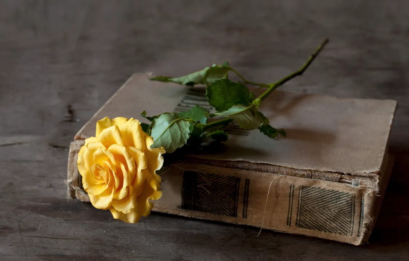 Фото обои роза, книга, желтая