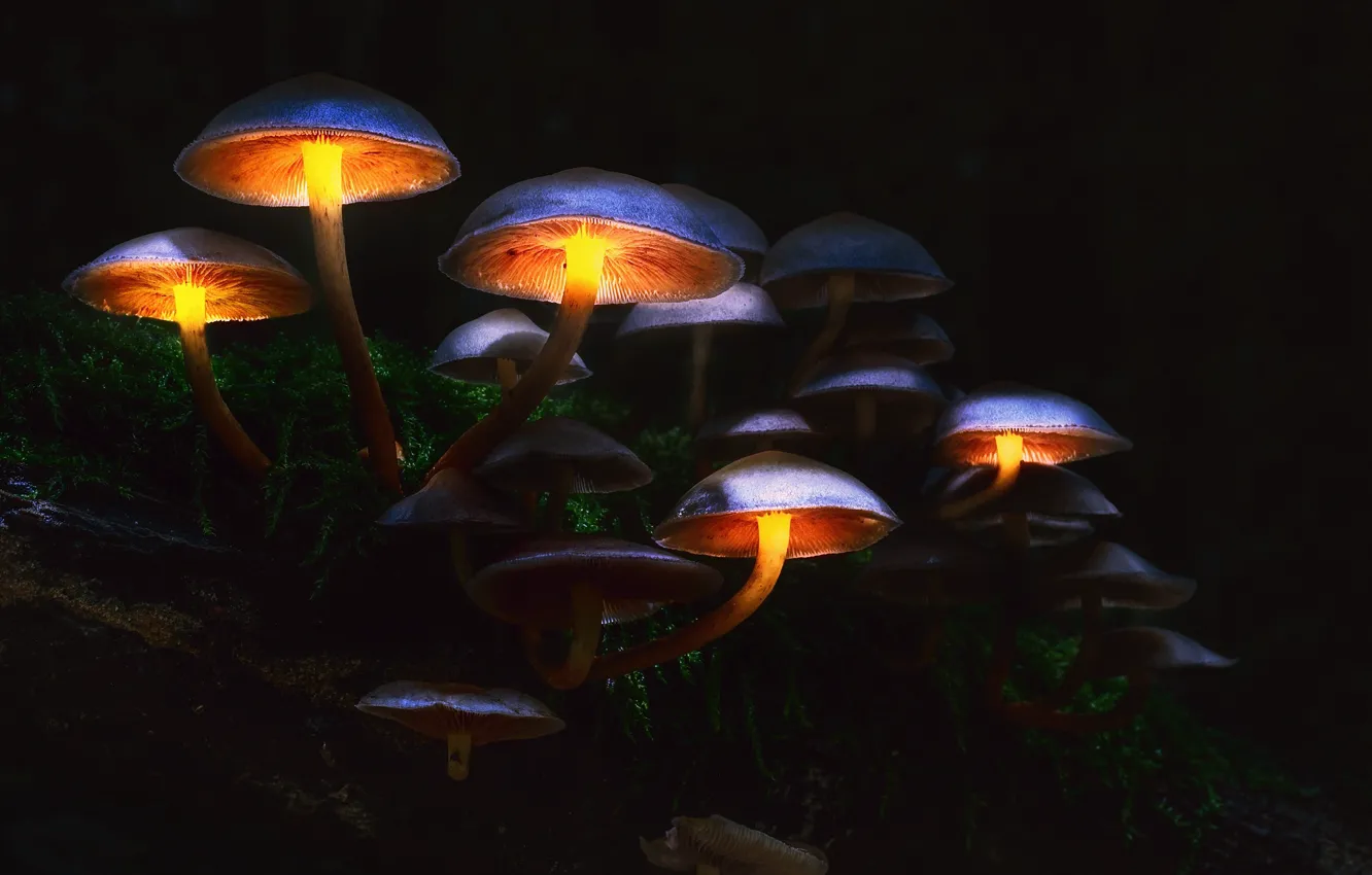Фото обои осень, лес, макро, свет, мрак, грибы