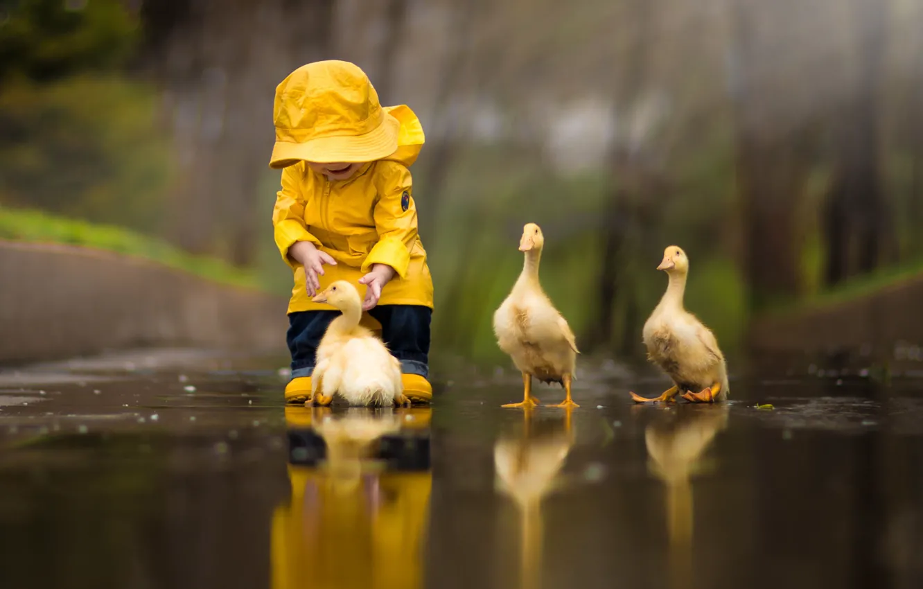 Фото обои вода, желтый, природа, отражение, птица, ребенок, утка