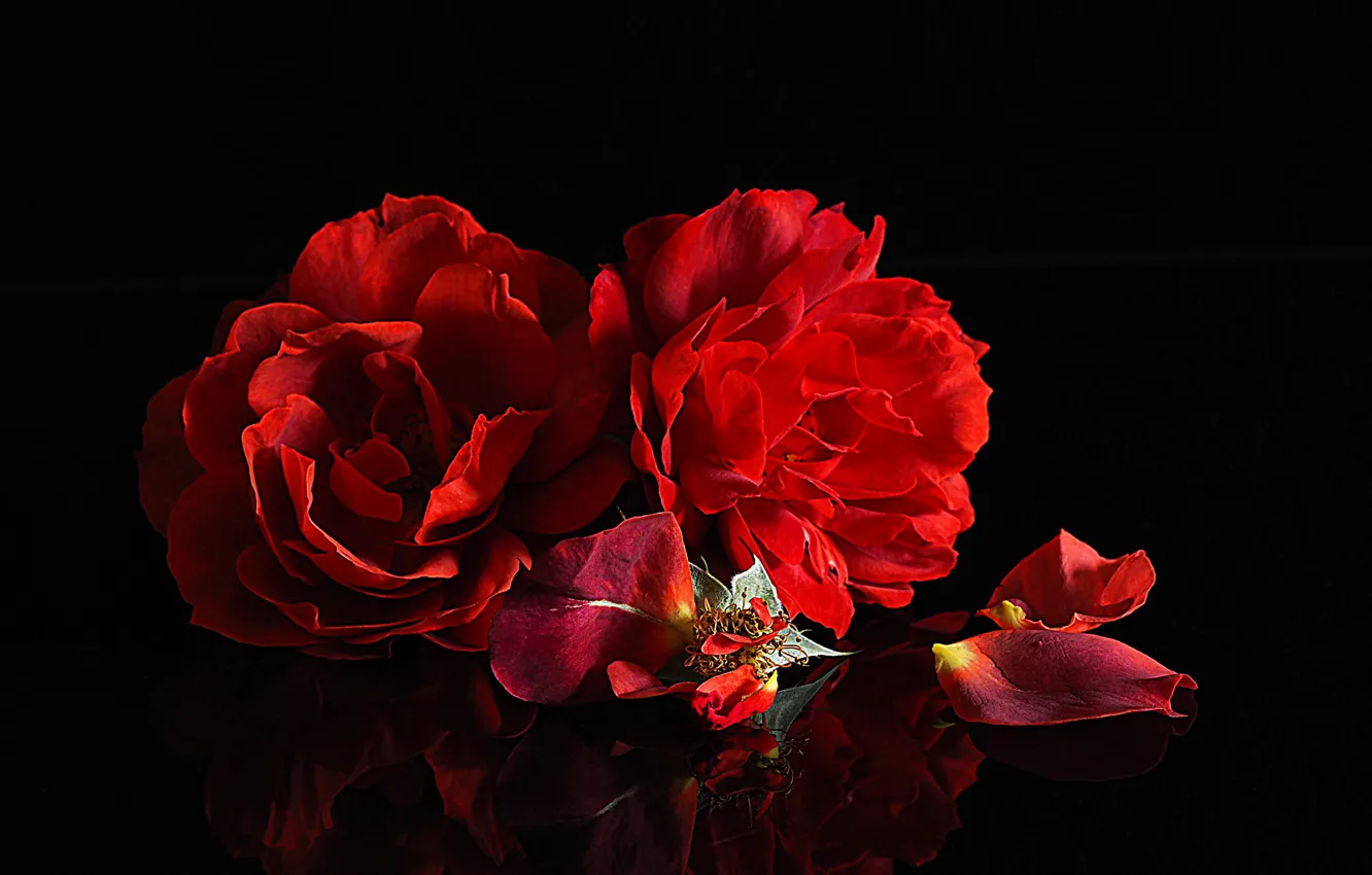 Фото обои розы, лепестки, чёрный фон