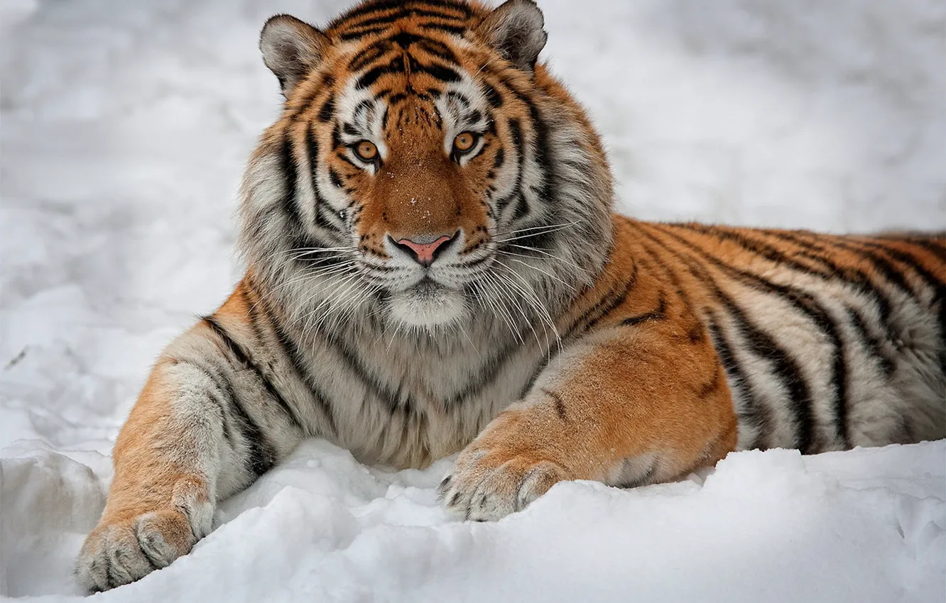 Фото обои взгляд, снег, тигр, интерес, лежит, полосатый, смотрит, красавец