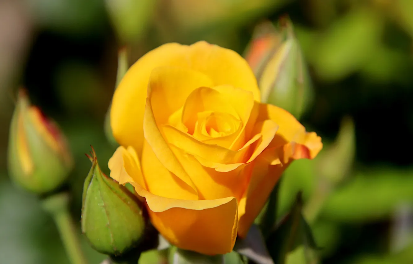 Фото обои размытость, желтая роза, бутоны роз
