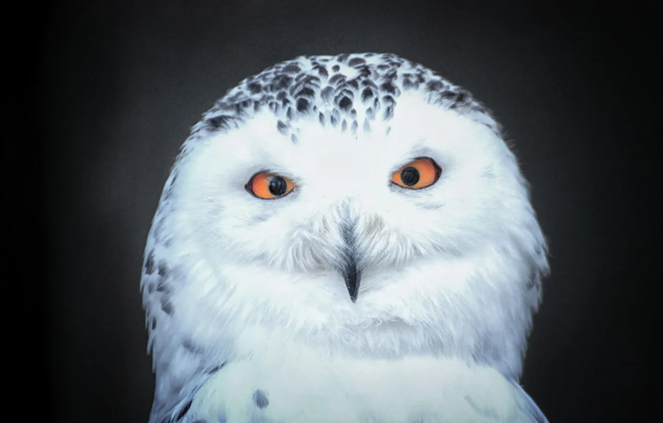 Фото обои сова, птица, перья, клюв, филин, Detlef Knapp