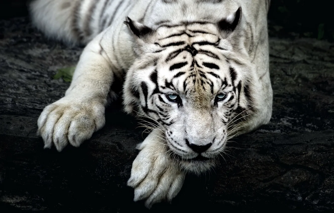 Фото обои природа, тигр, фон