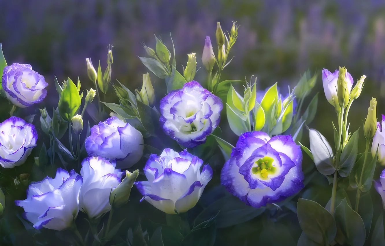 Фото обои цветы, красивые, by duongquocdinh
