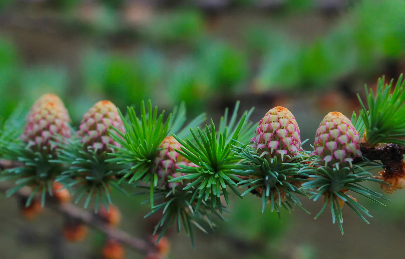 Фото обои spring, plant, cones, pine, twig