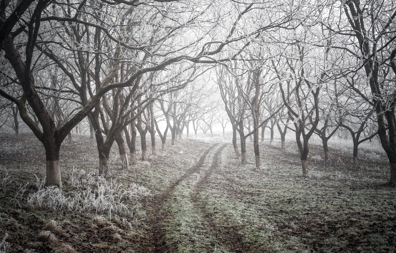 Фото обои зима, дорога, деревья, природа