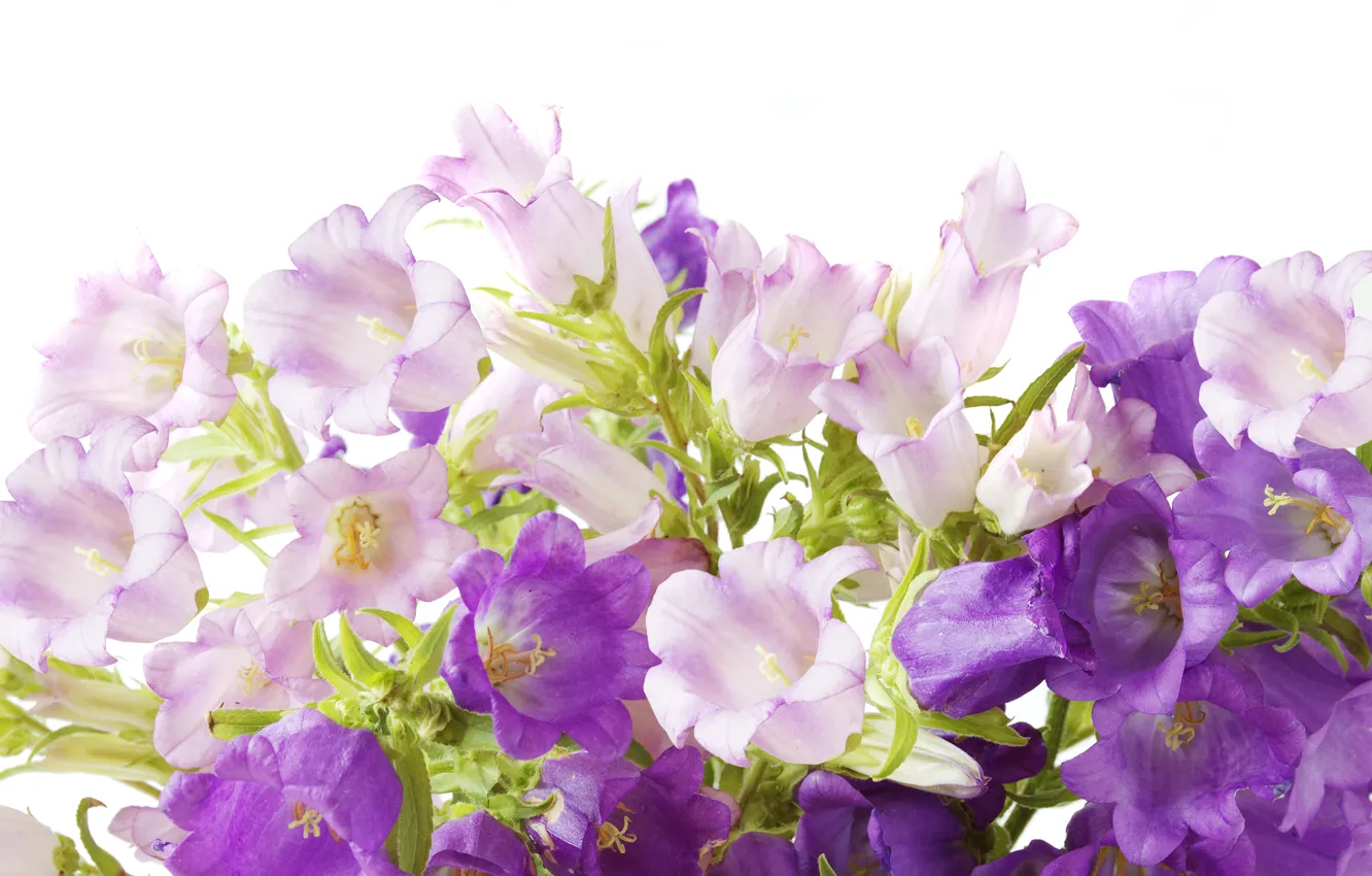 Фото обои фиолетовые, колокольчики, Flowers, campanula