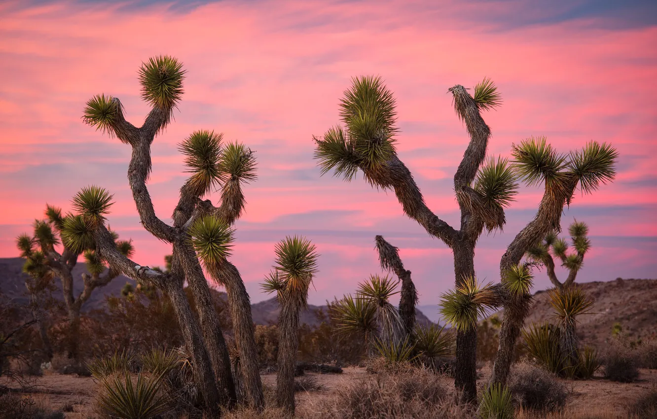 Фото обои холмы, пустыня, кактус