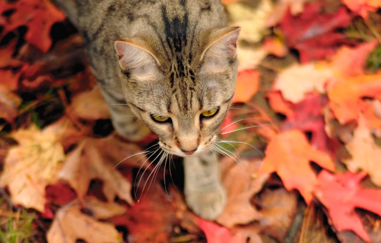 Фото обои осень, кошка, листва